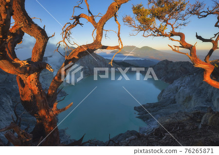 Dead tree on Kawah Ijen crater in East Java, Indonesia Dead tree on Kawah Ijen crater in East Java, Indonesia 76265871