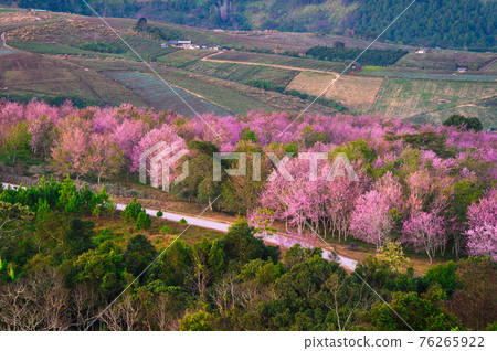 Wild Himakayan cherry trees or Cherry blossom field on phu lom lo mountain of Phu Hin Rong Kla national park in Loei, Thailand Wild Himakayan cherry trees or Cherry blossom field on phu lom lo mountain of Phu Hin Rong Kla national park in Loei, Thailand 76265922