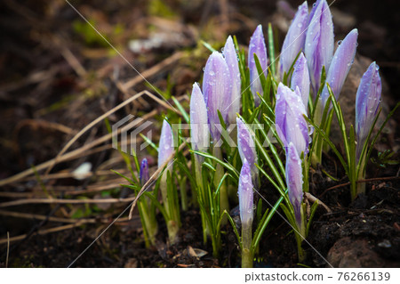 Crocus flowers grow on a spring meadow, macro photo Crocus flowers grow on a spring meadow, macro photo 76266139