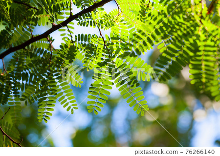 Natural background photo with fresh green leaves 76266140