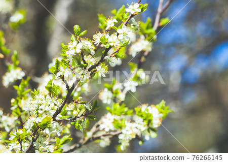 Cherry blossom, white flowers on branches Cherry blossom, white flowers on branches 76266145