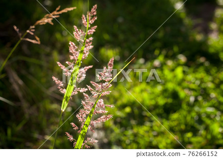 Fresh green grass on a meadow Fresh green grass on a meadow 76266152