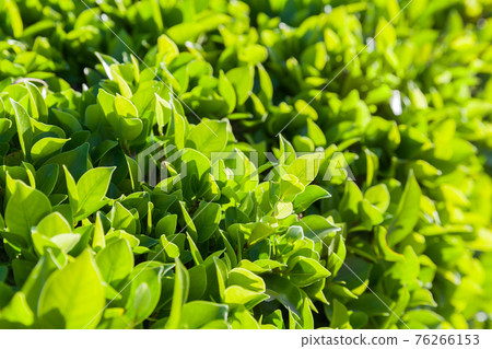Natural background photo with fresh green leaves in a sunshine, close-up Natural background photo with fresh green leaves in a sunshine, close-up 76266153
