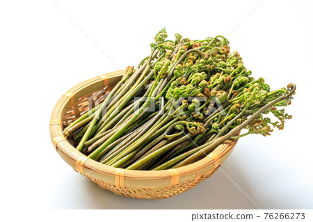 Bracken ingredients harvested at Mt. Yoshino, Nara in early spring 76266273