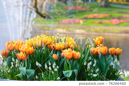 Beautiful red-yellow tulips close-up. Beautiful red-yellow tulips close-up. 76266480