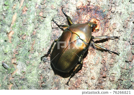 Kanabun(吸蜜期間) Kanabun(吸蜜期間) 76266821