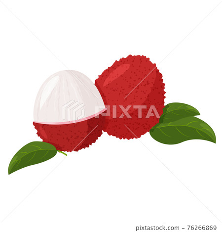 Tropical fruit lychee isolated on white background. Fresh exotic berry vector illustration. Tropical fruit lychee isolated on white background. Fresh exotic berry vector illustration. 76266869
