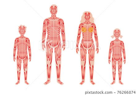 Human muscular system 76266874