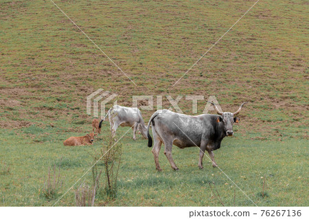Cows are on pasture in autumn field Cows are on pasture in autumn field 76267136