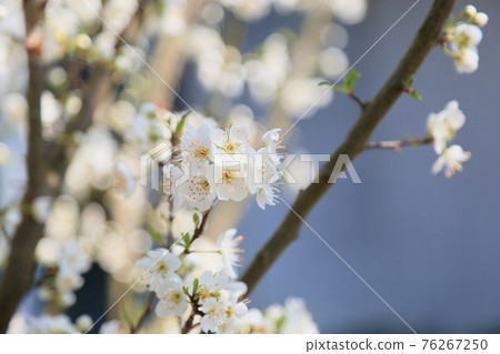  Plum flowers 76267250