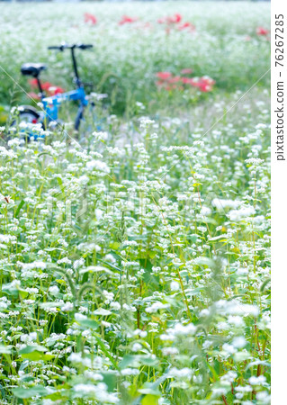 蕎麥花的風景（鳥取市鹿野町） 76267285