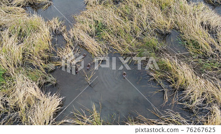 A family of ducks hiding in the reeds 76267625