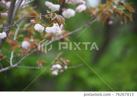 Ya azakura花 76267813