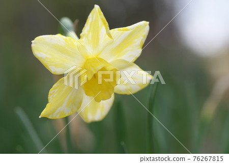 水仙花【綠底】 76267815