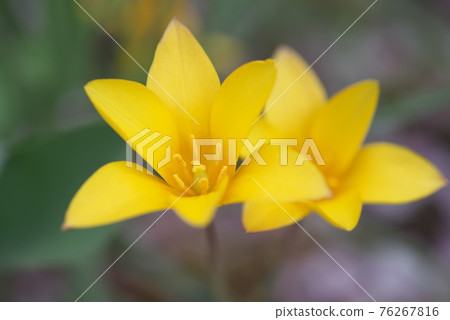 鬱金香花【原種】 鬱金香花【原種】 76267816