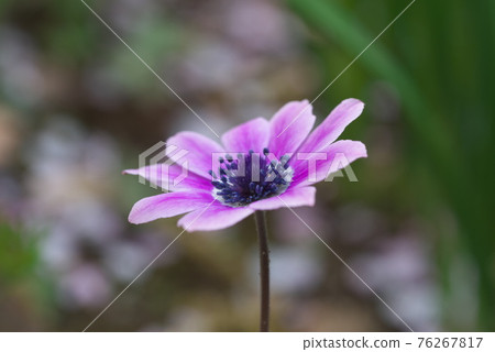 銀蓮花屬的花 銀蓮花屬的花 76267817