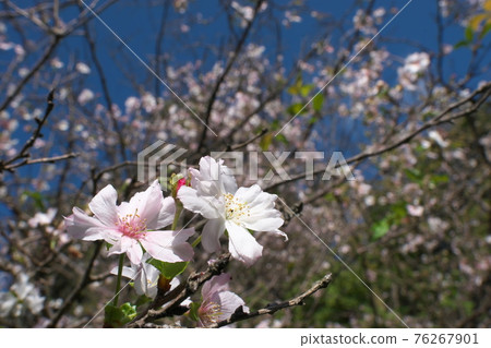 Jugatsuzakura flower [Sakura background] 76267901