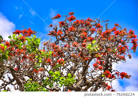 Deigo的花朵 76268224