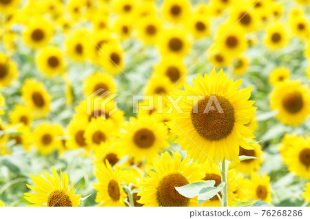 Sunflower flower cluster Sunflower flower cluster 76268286