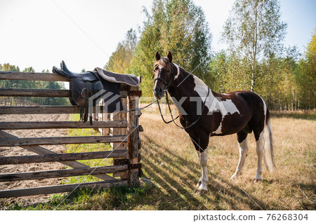 At the fence next to the forest stands a young multicolored stallion At the fence next to the forest stands a young multicolored stallion 76268304