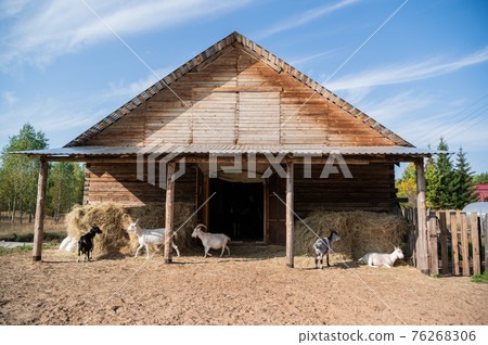 Goats graze next to the stable in autumn outside the city on a sunny day Goats graze next to the stable in autumn outside the city on a sunny day 76268306