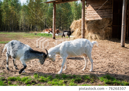 Mating season on the farm, goats fight for the female Mating season on the farm, goats fight for the female 76268307