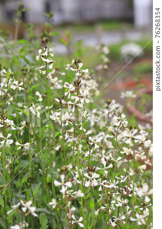 芝麻菜花 76268354