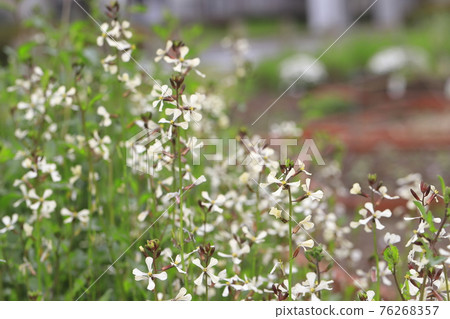 Arugula flowers Arugula flowers 76268357