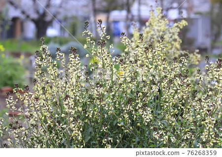 芝麻菜花 76268359