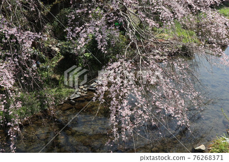 Cherry blossoms at Yamaguchi Ichinosaka River 76268371