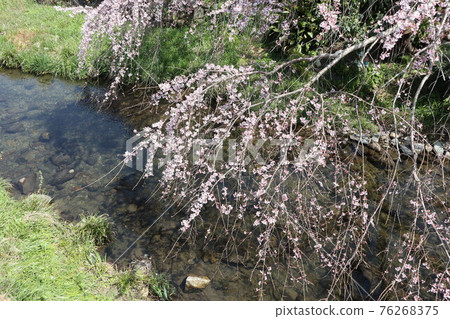 Cherry blossoms at Yamaguchi Ichinosaka River Cherry blossoms at Yamaguchi Ichinosaka River 76268375