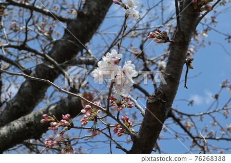 Cherry blossoms at Yamaguchi Ichinosaka River Cherry blossoms at Yamaguchi Ichinosaka River 76268388