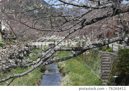 Cherry blossoms at Yamaguchi Ichinosaka River 76268411