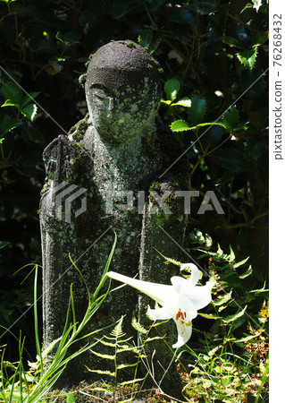 地藏花和烏巴尤里花 地藏花和烏巴尤里花 76268432