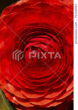 This is a close-up photo of a red ranunculus flower. 76268487