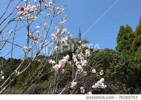 Cherry blossoms at Yamaguchi Shoko-ji Cherry blossoms at Yamaguchi Shoko-ji 76268703