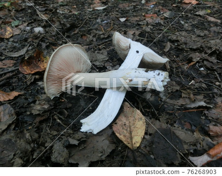 Urabeni Hotei Shimeji Mushroom Cutting 76268903