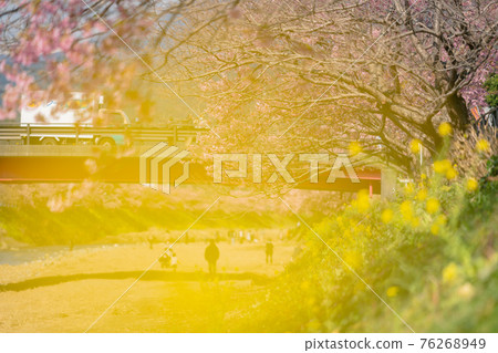 Izu Kawazu Cherry Blossom Festival Izu Kawazu Cherry Blossom Festival 76268949