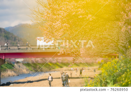 Izu Kawazu Cherry Blossom Festival Izu Kawazu Cherry Blossom Festival 76268950