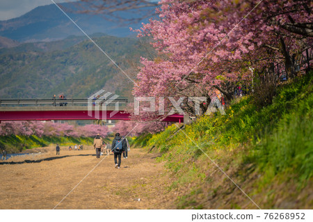 Izu Kawazu Cherry Blossom Festival Izu Kawazu Cherry Blossom Festival 76268952