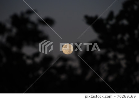 The moon seen through the leaves 76269169