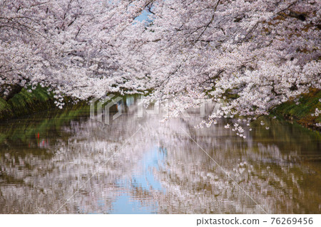 Gorgeous Yoshino cherry tree on the waterside of Hirosaki Park Gorgeous Yoshino cherry tree on the waterside of Hirosaki Park 76269456