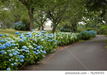 Blue hydrangea and promenade in Kanoya Rose Garden 76269505
