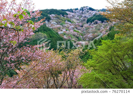 吉野山的櫻花(中之千本) 吉野山的櫻花(中之千本) 76270114
