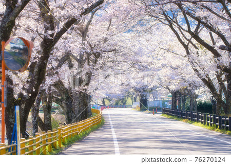 家山的櫻花 76270124