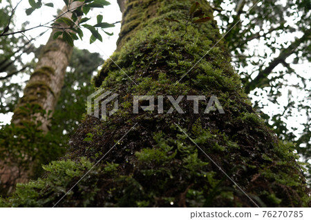 屋久島寂靜森林 76270785