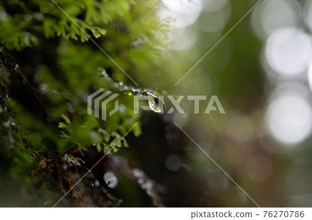 屋久島寂靜森林 76270786