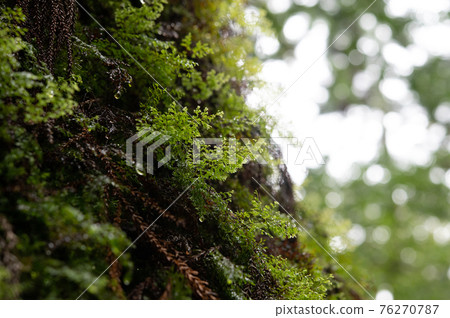 屋久島寂靜森林 屋久島寂靜森林 76270787