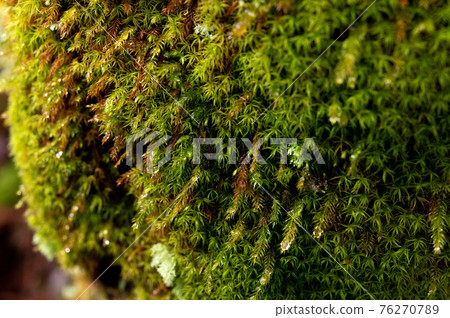 屋久島寂靜森林 屋久島寂靜森林 76270789