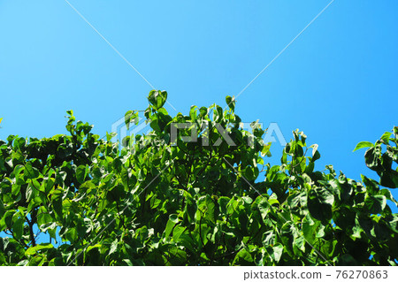 New green and landscape of the blue sky New green and landscape of the blue sky 76270863